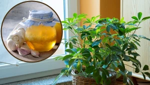 Włóż jeden ząbek do doniczki, a pozbędziesz się groźnego problemu