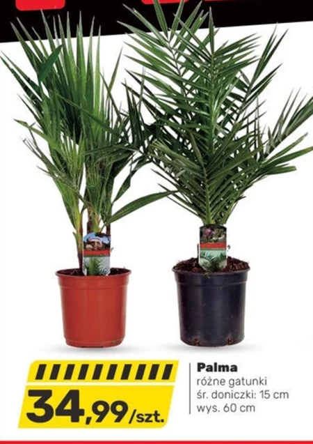 Palma