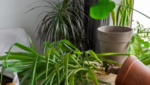 Liście juki opadają? W ten sposób możesz ją uratować 