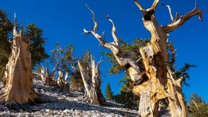 Sosna Methuselah. Ile lat ma najstarsze drzewo na świecie?