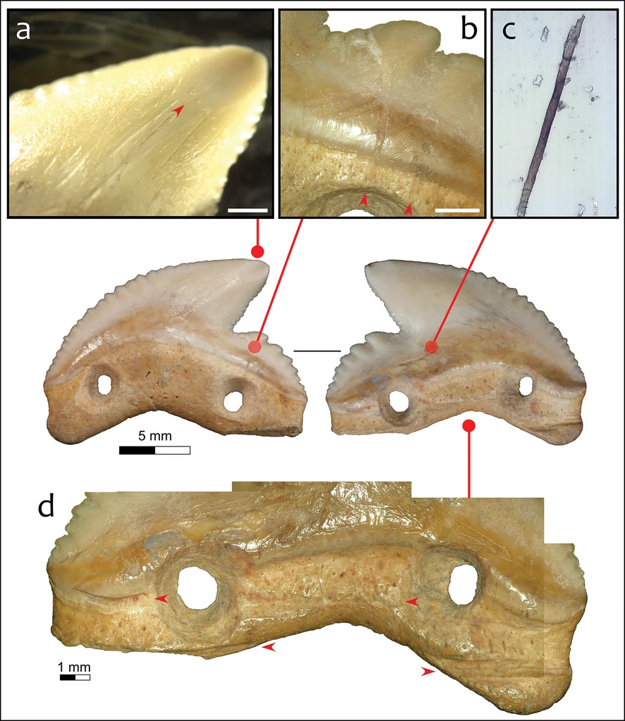 Ostrza z zębów rekina, znalezione przez archeologów
