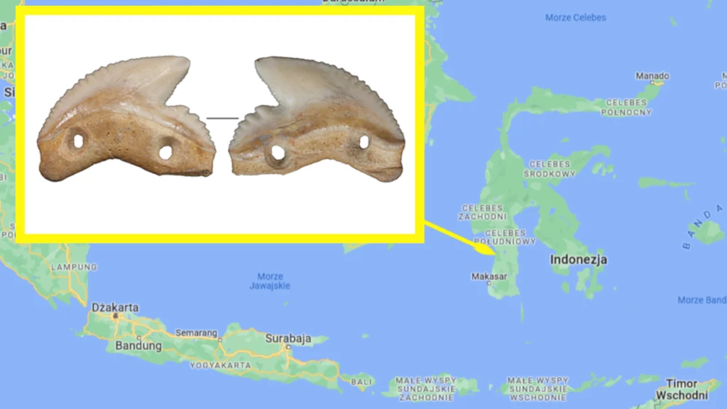 Niezwykłe znalezisko w Indonezji. To ostrza z zębów rekina