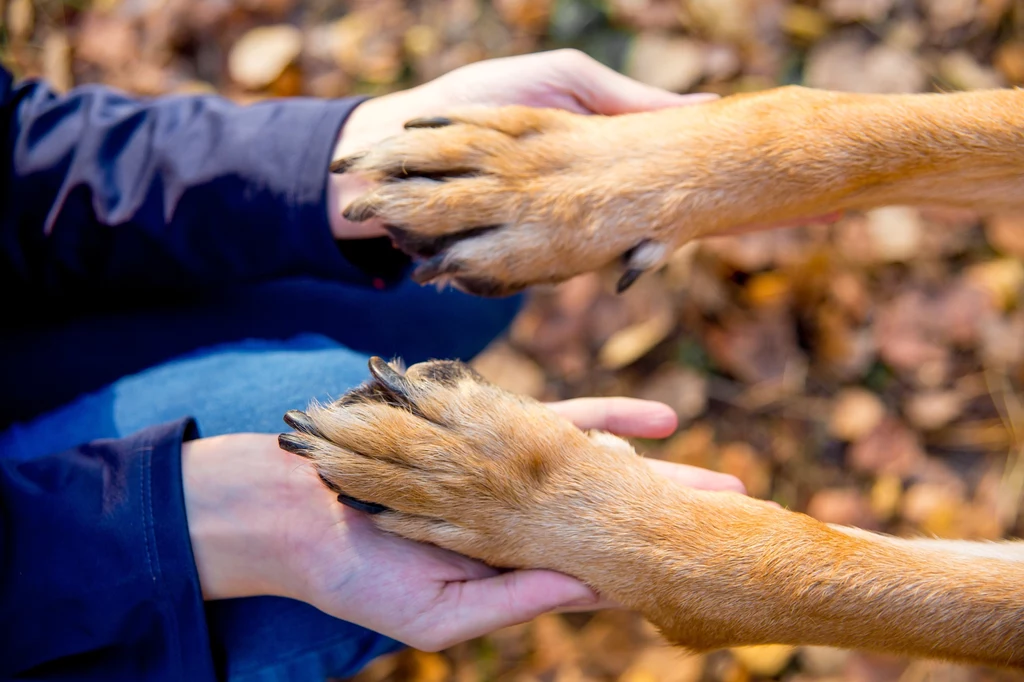 Zadbane psie łapy powinny być czyste i suche
