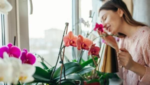 Najlepsza odżywka do storczyków. Większość ludzi ją wylewa