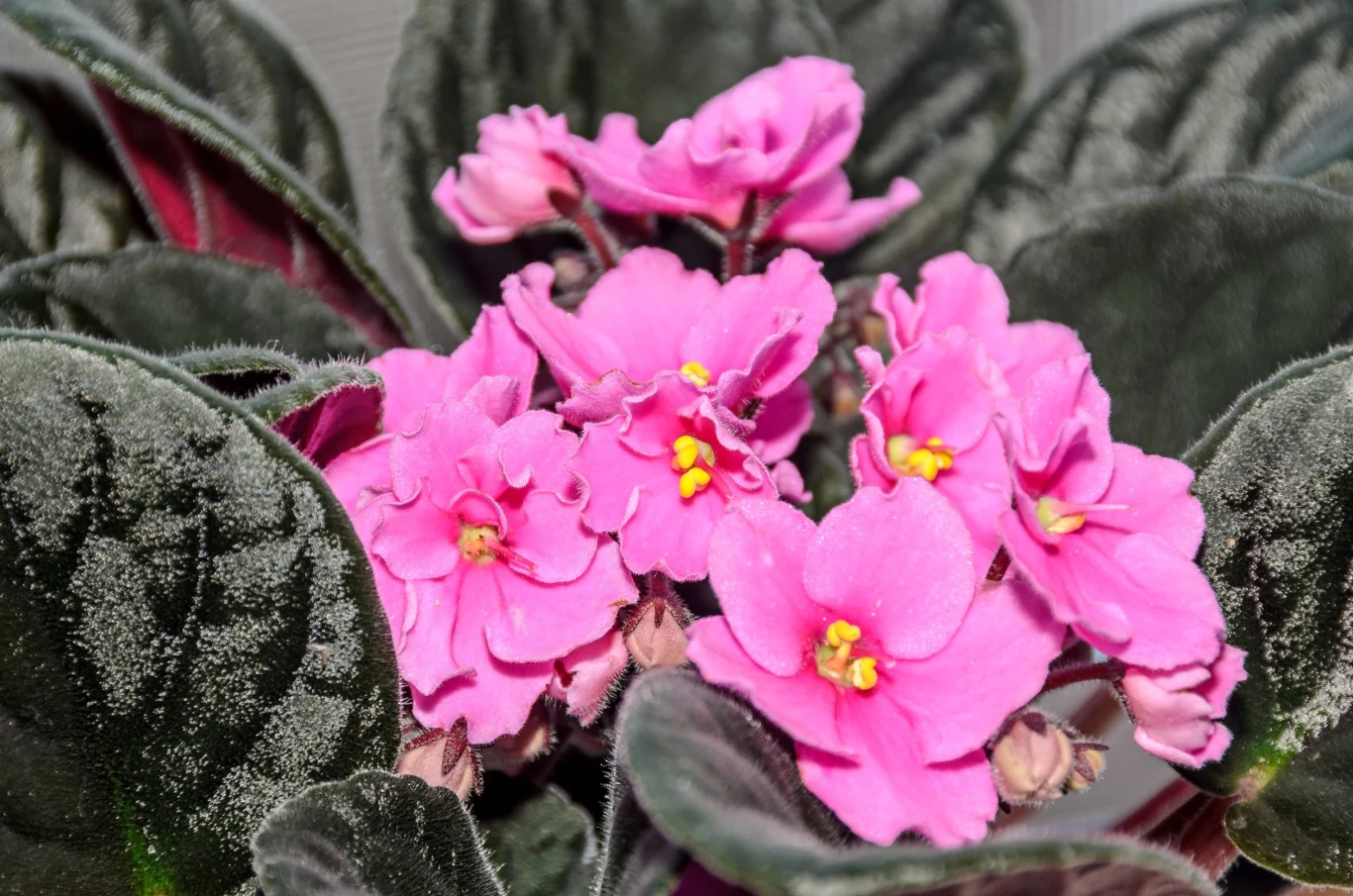 Fiołek afrykański — ozdoba czy wabik na pecha? Fiołek afrykański — ozdoba czy wabik na pecha?