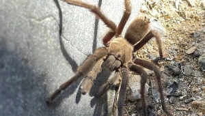 Tarantula nie ucierpiała w wypadku, do którego doszło w Parku Narodowym w USA