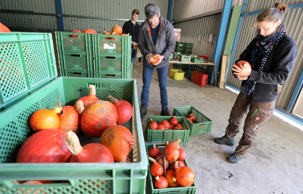 Polska stała się liderem w produkcji dyni w Unii Europejskiej