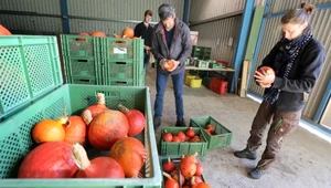 Polska stała się liderem w produkcji dyni w Unii Europejskiej