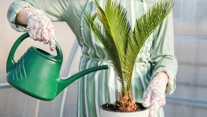 Podlewaj palmę w ten sposób, a wypuści nowe, piękne liście 