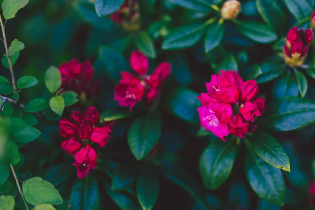 Dlaczego warto zasilać rododendrony jesienią?