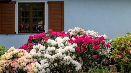 ​Tego nigdy nie sadź w pobliżu rododendronu. Zmarnieje w kilka tygodni
