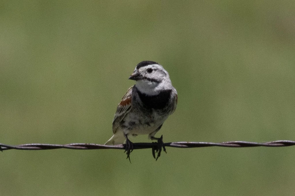 Poświerka preriowa w Pawnee Grassland