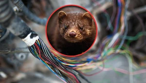 Kuny gryzą przewody elektryczne? Dzięki temu nie będą zbliżały się do samochodu