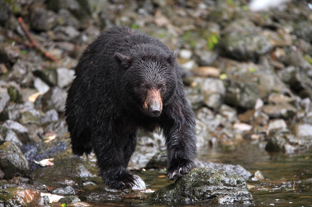 Baribal, czyli niedźwiedź czarny sfotografowany na Alasce