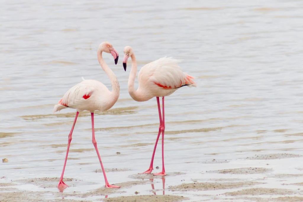 Turyści chętnie przylatują w okresie zimowym, aby zobaczyć flamingi