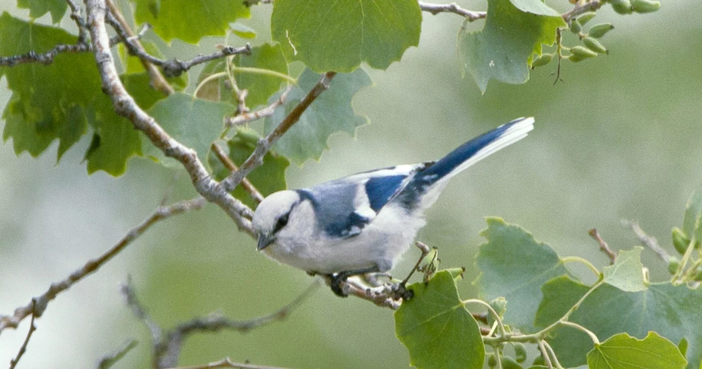 Sikora lazurowa, lazurka