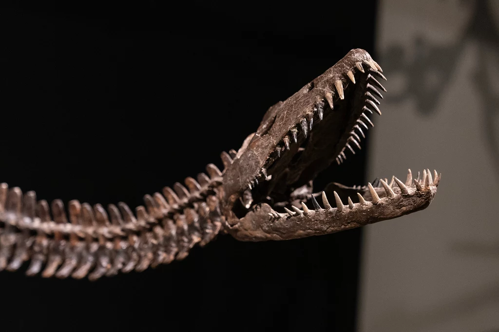 Szkielet plezjozaura