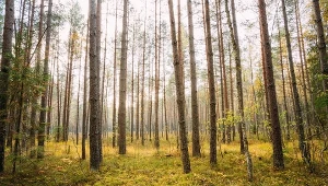 RCB wydało ostrzeżenia
