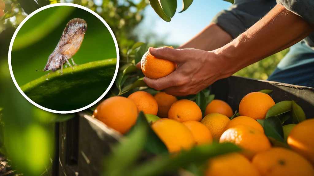 Pomarańcze osiągają zawrotne ceny na giełdach. Przyczyną jest m.in. owad roznoszący chorobę dziesiątkującą uprawy
