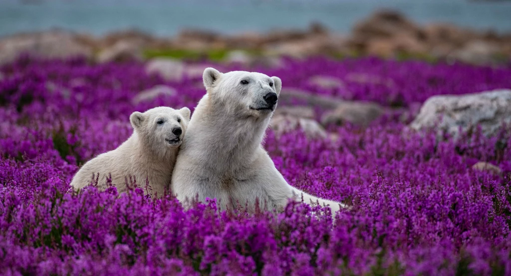 Niedźwiedzie polarne z Zatoki Hudsona mają przed sobą najwyżej 10 lat. 