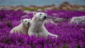 Czas niedźwiedzi polarnych się kończy. Znika wielka populacja