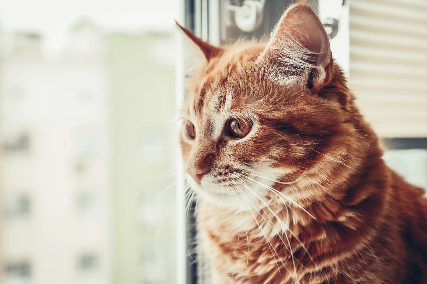 Koty potrafią być bardzo komunikatywne Koty potrafią być bardzo komunikatywne