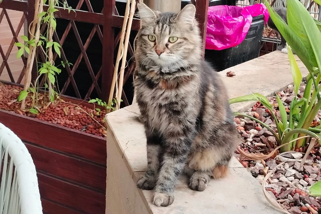 Cypryjskie koty wiedzą, jak przyciągnąć turystów