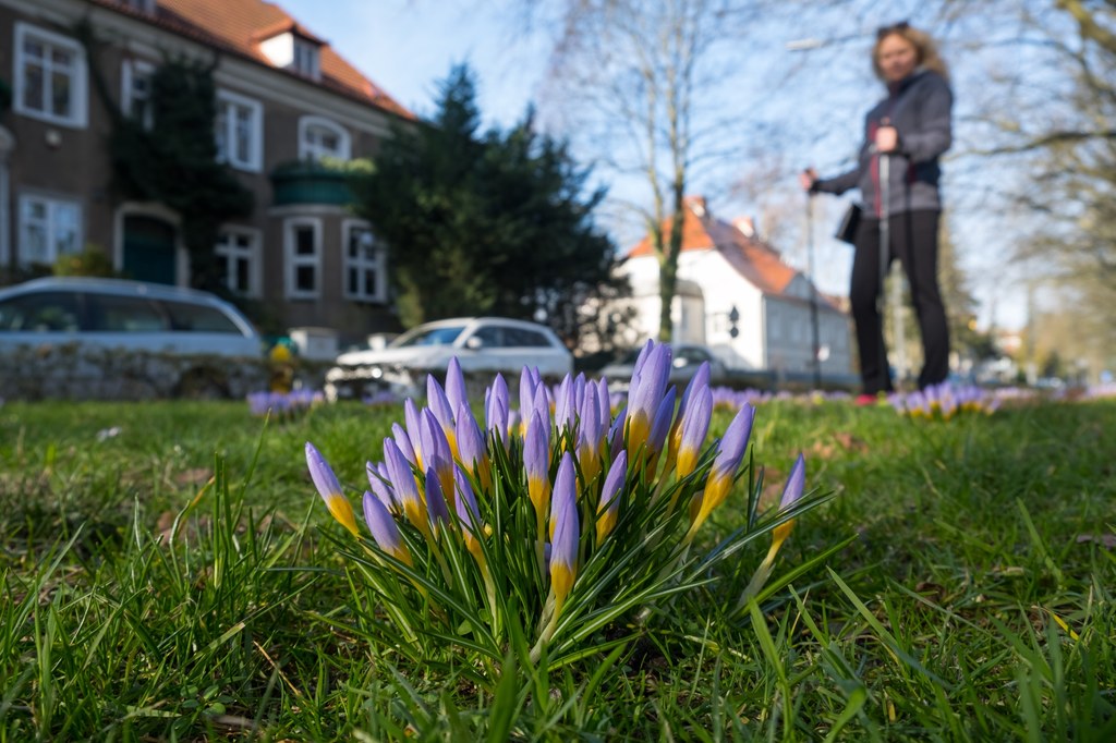 Krokusy w Szczecinie