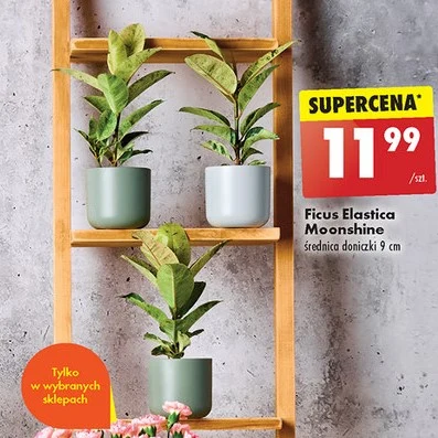 Ten fikus oczyszcza powietrze 