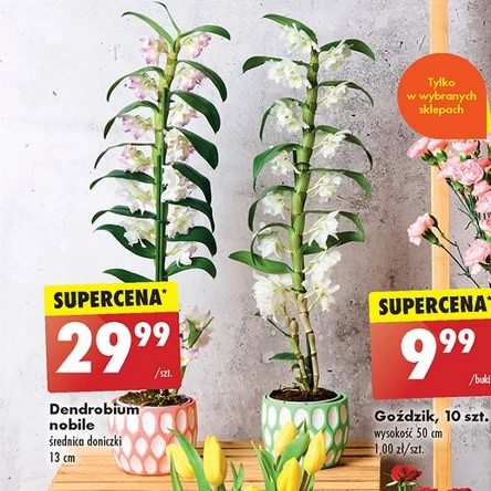 Wyjątkowy storczyk w ofercie Biedronki! 