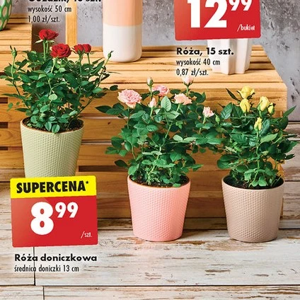 Róża, którą możesz hodować w mieszkaniu! 