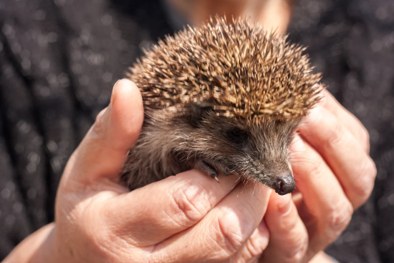 Reagujmy gdy widzimy jeża za dnia, w słabej kondycji, z zapadniętymi bokami, widocznymi ranami.