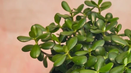 Grubosza należy nawozić, gdy zaczyna gubić liście. 