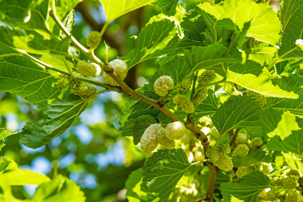 Morwa biała oferuje nie tylko smaczne owoce, ale także liście, które mogą pomóc w odchudzaniu