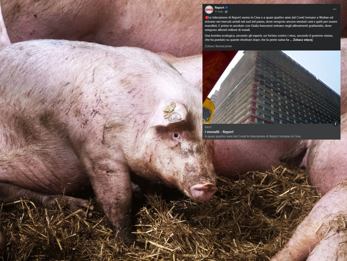 Dziennikarze włoskiej telewizji Rai pokazali wieżowce do hodowli świń, położone nieopodal miasta Wuhan Dziennikarze włoskiej telewizji Rai pokazali wieżowce do hodowli świń, położone nieopodal miasta Wuhan