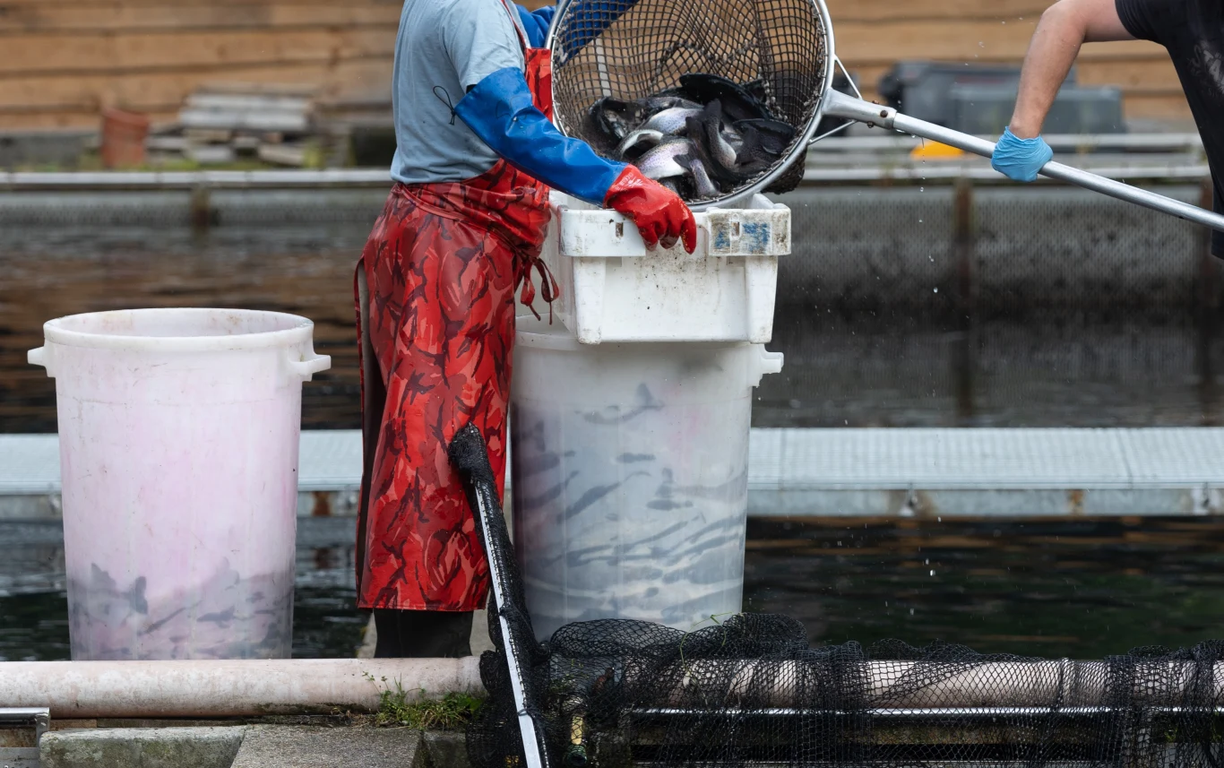 Uwzględnienie ryb hodowlanych podczas przeglądu unijnych przepisów dotyczących dobrostanu zwierząt to kluczowa szansa na ochronę miliardów czujących istot. Uwzględnienie ryb hodowlanych podczas przeglądu unijnych przepisów dotyczących dobrostanu zwierząt to kluczowa szansa na ochronę miliardów czujących istot.