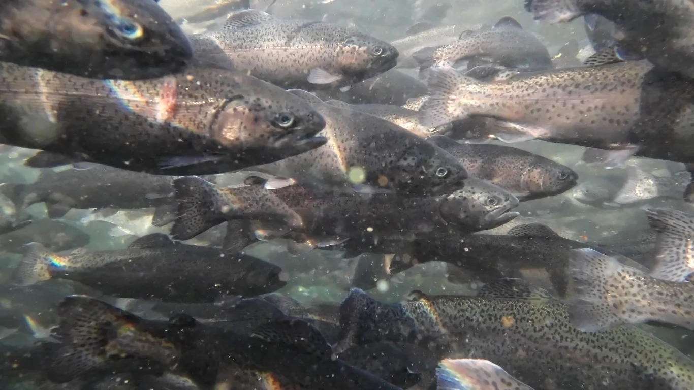 Większość ryb hodowanych w UE jest zabijana w niehumanitarny sposób, a ich dobrostan nie jest dobrze chroniony podczas hodowli i wykonywania wobec nich różnych czynności. Większość ryb hodowanych w UE jest zabijana w niehumanitarny sposób, a ich dobrostan nie jest dobrze chroniony podczas hodowli i wykonywania wobec nich różnych czynności.