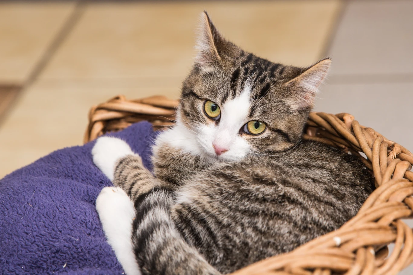 Poznaj nawyki kota w kontekście snu