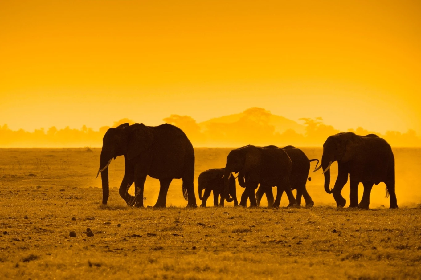 Naukowcy rozwiązali zagadkę śmierci setek słoni w Afryce. Zawiniła mało znana bakteria. Oprócz tego ocieplenie klimatu osłabia największe zwierzęta lądowe Naukowcy rozwiązali zagadkę śmierci setek słoni w Afryce. Zawiniła mało znana bakteria. Oprócz tego ocieplenie klimatu osłabia największe zwierzęta lądowe