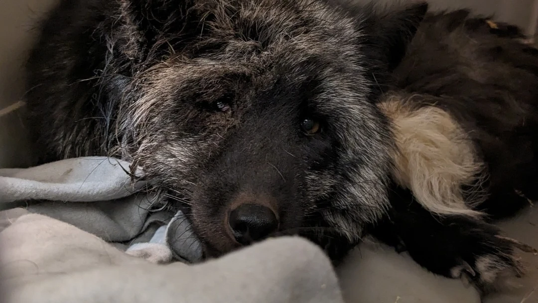 Lis Pirat został uratowany z fermu futrzarskiej po pięciu latach życia w klatce Lis Pirat został uratowany z fermu futrzarskiej po pięciu latach życia w klatce