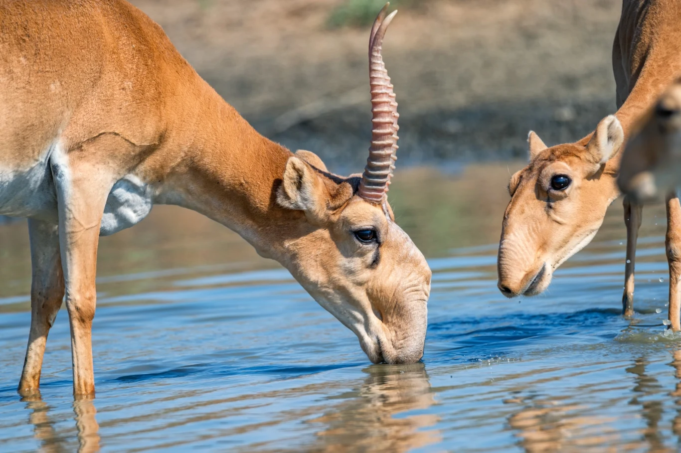Władze w Kazachstanie chcą się pozbyć 10-20 proc. populacji suhaków stepowych. To ponad 300 tys. osobników Władze w Kazachstanie chcą się pozbyć 10-20 proc. populacji suhaków stepowych. To ponad 300 tys. osobników