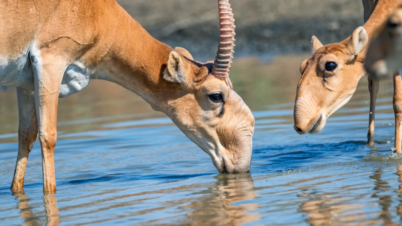 Suhak stepowy Suhak stepowy