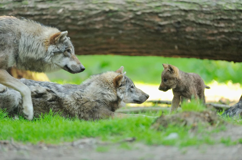 Medialna nagonka na wilki wciąż trwa - ostrzegają eksperci