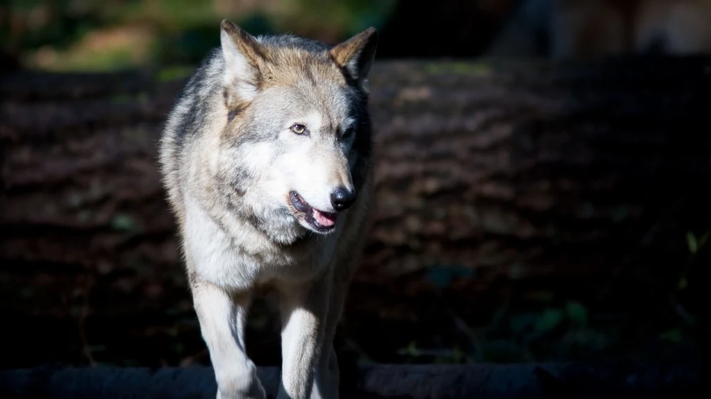 W Karpatach odkryto pierwszą hybrydę wilka i psa. Dla populacji gatunku na tym terenie to bardzo zła wiadomość - ostrzegają przyrodnicy