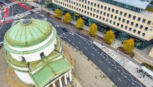 Warszawa zazielenia betonozę drzewami z Niemiec. Jedno kosztuje 14 tys. zł