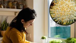 Nazywają go "językiem teściowej". To idealna roślina dla leniwych i zapominalskich