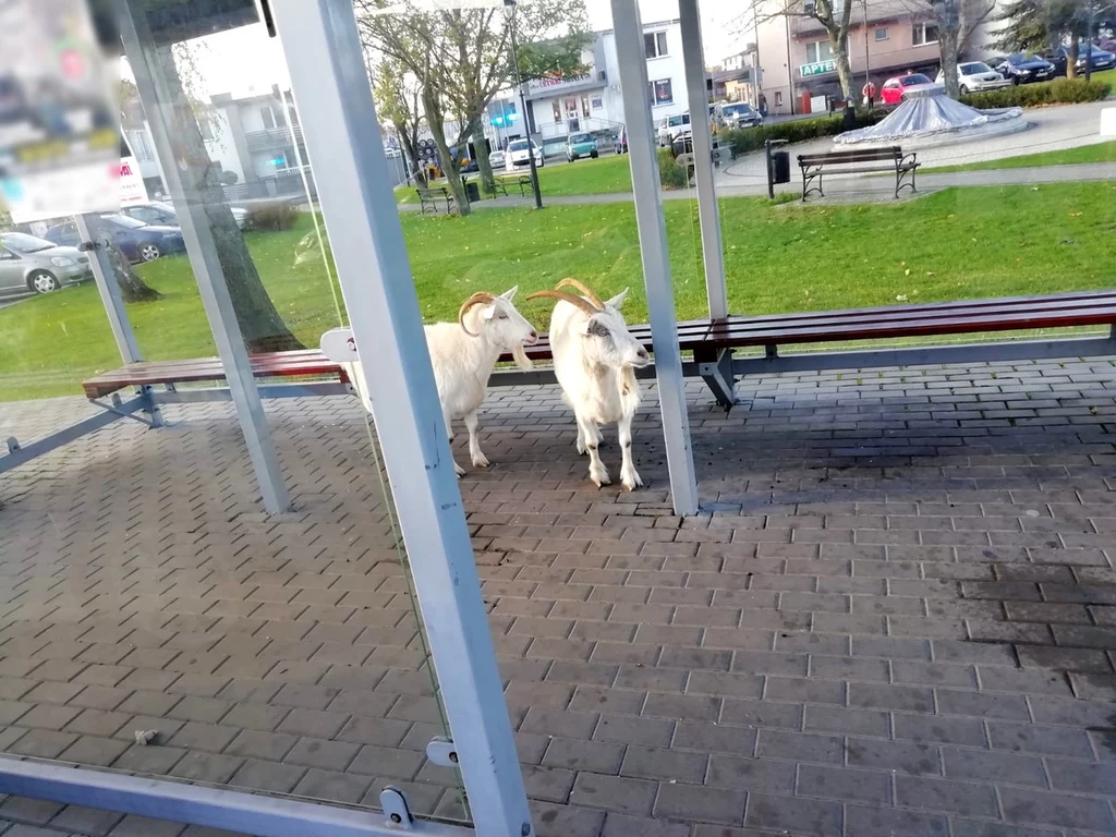 Na przystanku w Rozprzy (woj. łódzkie) stały we wtorek dwie kozy. Okazało się, że ich właściciel był pijany