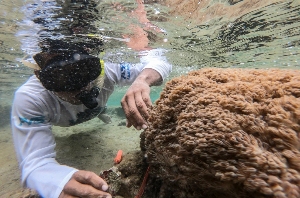 Badanie koralowców karaibskich