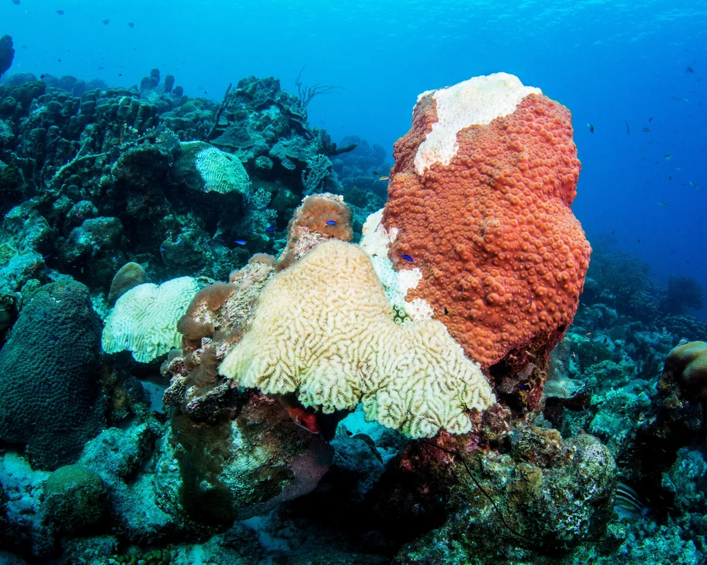 Bielejąca rafa koralowa u brzegów Bonaire, Antyle Holenderskie