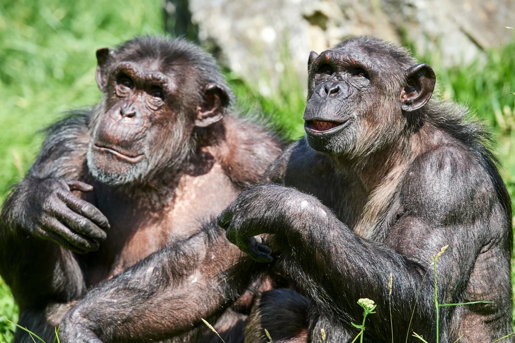 Dwie samice szympansa w podeszłym wieku w zoo w  Beauval